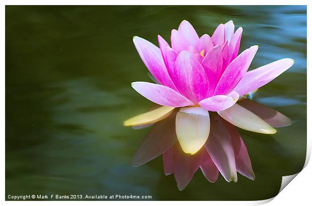 Pink Lily Print by Mark  F Banks