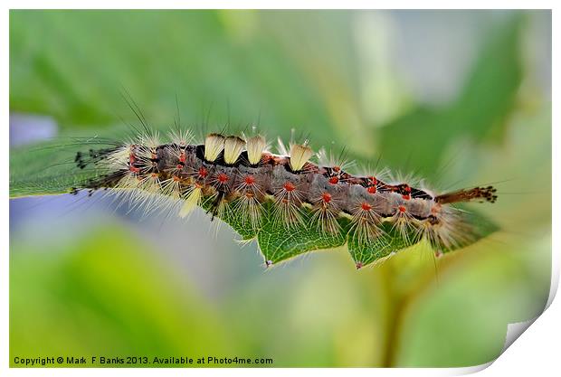 Vapourer Moth Caterpillar Print by Mark  F Banks