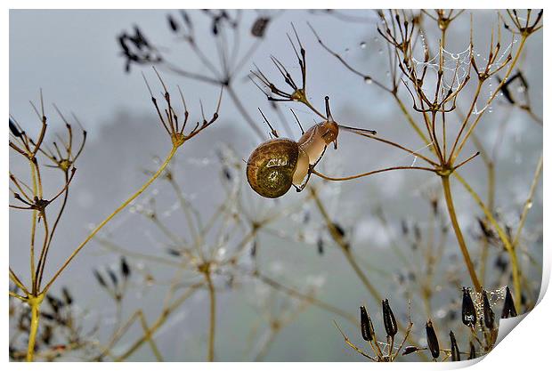 Snail in the Mist Print by Mark  F Banks