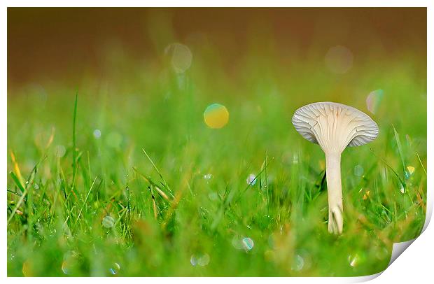 Snowy Waxcap Print by Mark  F Banks