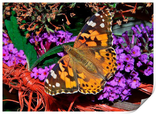 Painted Lady Print by Mark  F Banks