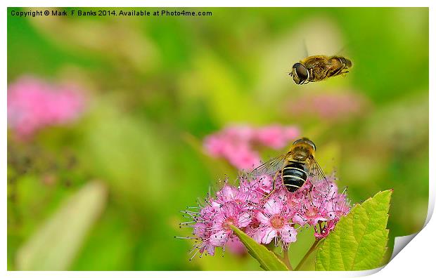  Hoverflies Print by Mark  F Banks
