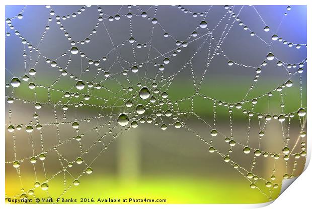 Dew On Spider Web [colour enhanced ] Print by Mark  F Banks