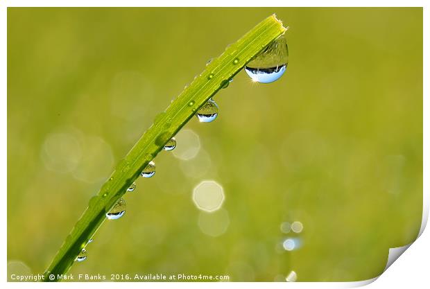 Dew drops  Print by Mark  F Banks