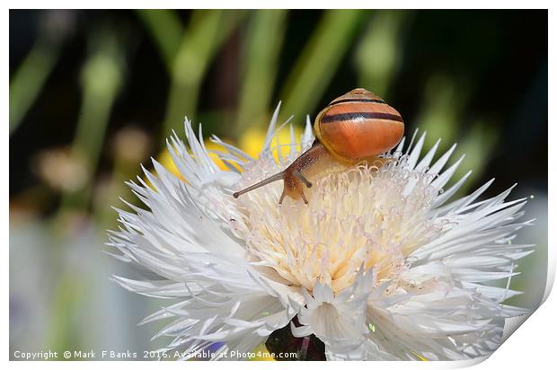 Snail on Flower Print by Mark  F Banks