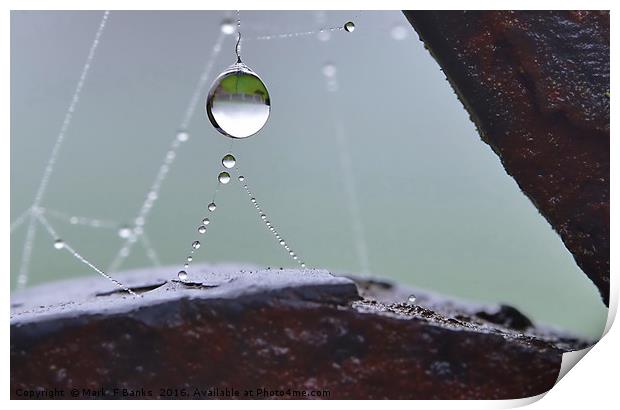 Hanging Dewdrop  Print by Mark  F Banks