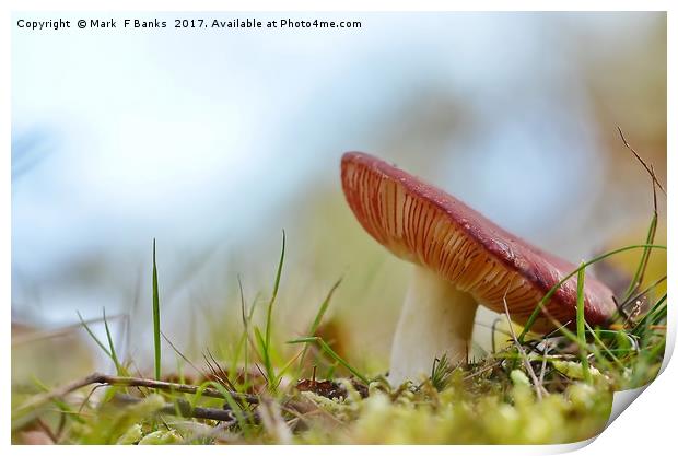 Russula Print by Mark  F Banks