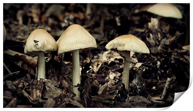 Mushrooms Print by Iona Newton