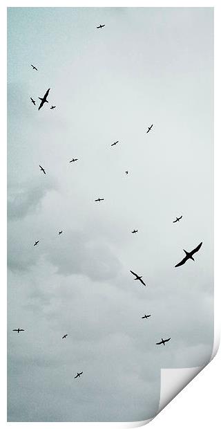 Birds Overhead Print by Iona Newton