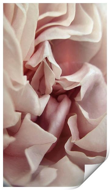  Ruffled Rose Print by Iona Newton