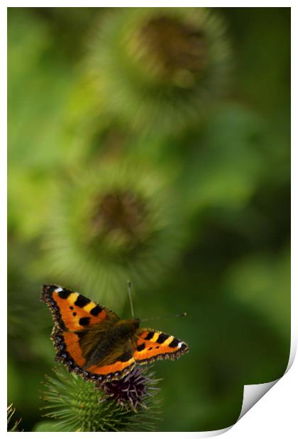 Tortoiseshell Butterfly Print by Rob Perrett