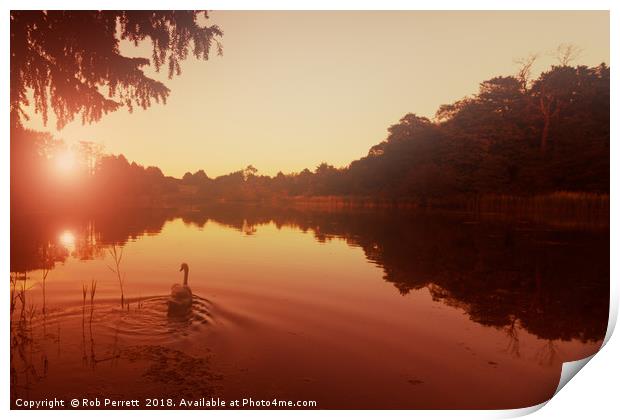 Swanrise Print by Rob Perrett