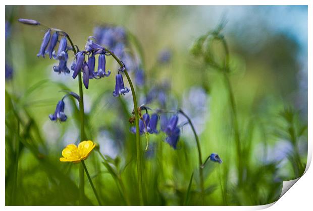 Buttercup and Blubells Print by Ben Prior