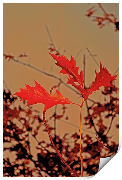 Red leaves Print by Nadeesha Jayamanne