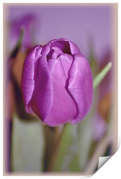 Purple Tulip. Print by Nadeesha Jayamanne