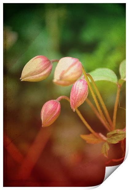 Pink flowers!!! Print by Nadeesha Jayamanne