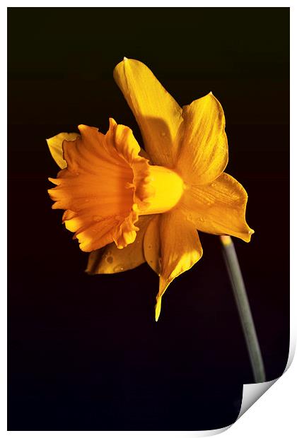 Daffodil. Print by Nadeesha Jayamanne