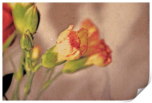 Carnations. Print by Nadeesha Jayamanne