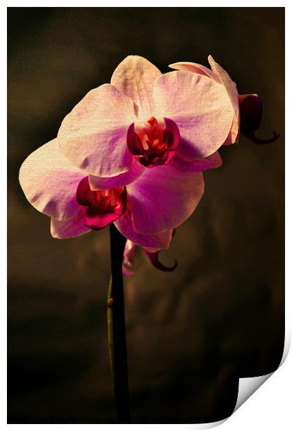 Orchid Print by Nadeesha Jayamanne