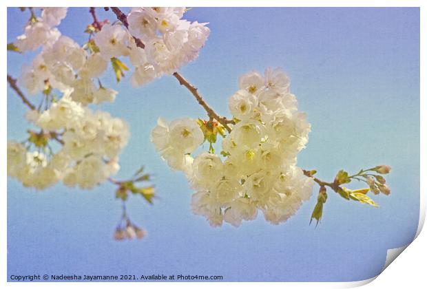 Cherry Blossoms! Print by Nadeesha Jayamanne
