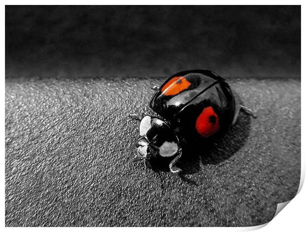 Black Ladybird with Red Spots Print by Jon Mills