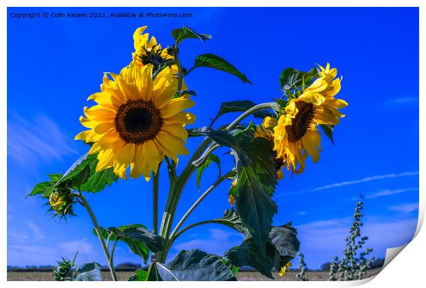 Wild Sunflowers Print by Colin Keown