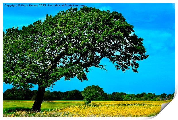  Rapeseed Field Print by Colin Keown