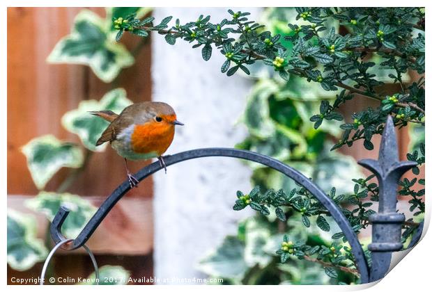 Spring Robin Print by Colin Keown