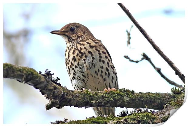 Song Thrush Print by Bryan 4Pics