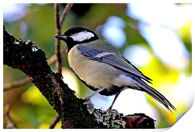 Great Tit, Parus major Print by Bryan 4Pics