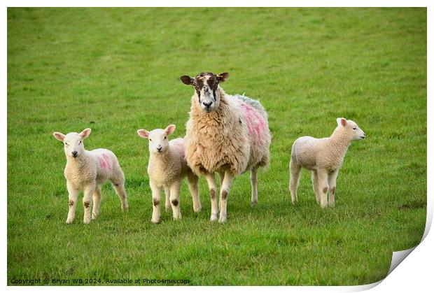 Sheep with three Lambs Print by Bryan 4Pics