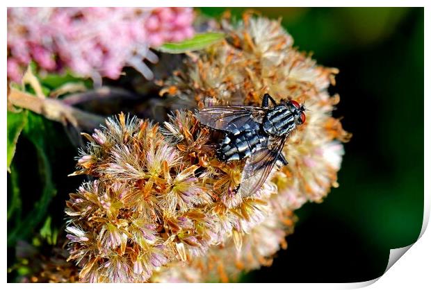 Flesh Fly, Sarcophaga carnaria, commonly known as  Print by Bryan 4Pics