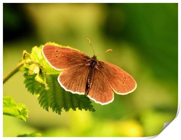 Ringlet Butterfly Print by Bryan 4Pics