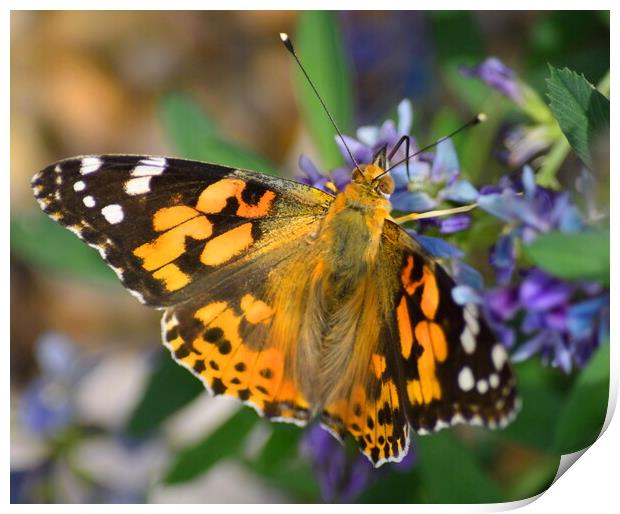 Painted Lady Butterfly Print by Bryan 4Pics