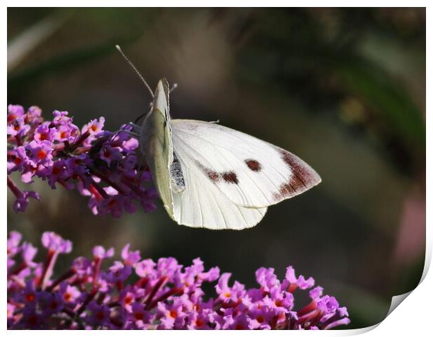 Large White Butterfly 1 Print by Bryan 4Pics