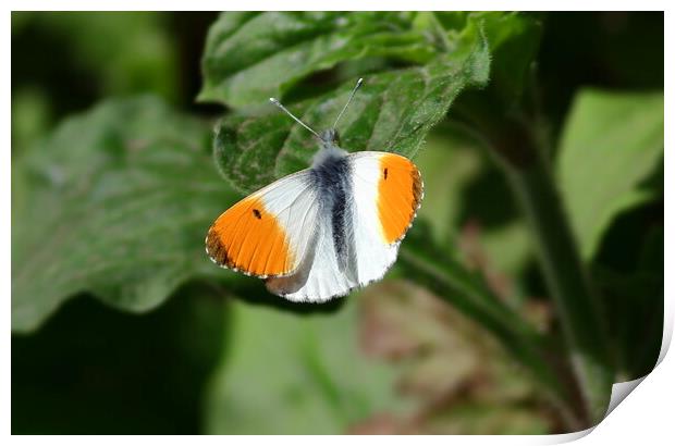 Orange Tip butterfly, male, Print by Bryan 4Pics