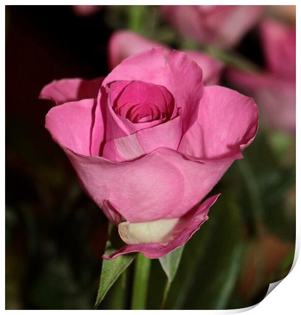 Single stem pink rose Print by Bryan 4Pics