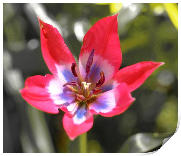 Miniature Tulip Print by Bryan 4Pics