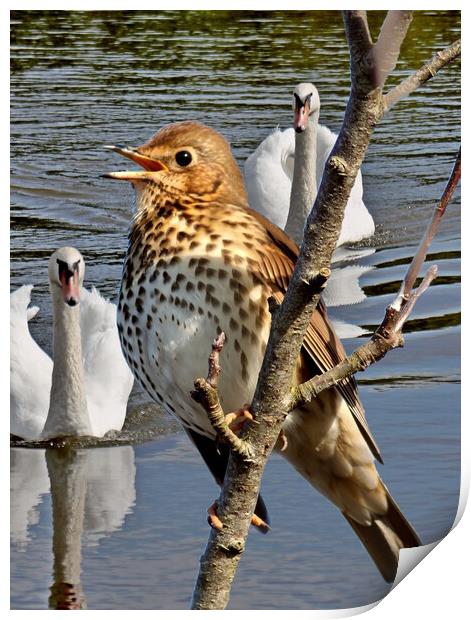 Thrush & Mute Swans Print by Bryan 4Pics