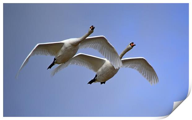 Mute Swans in Flight Print by Bryan 4Pics