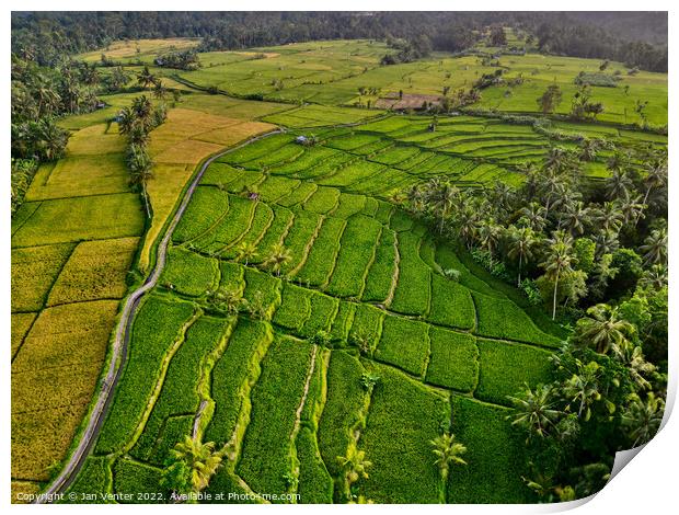 Bali Rice Terraces  Print by Jan Venter