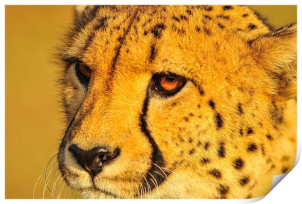 Cheetah Print by Jan Venter