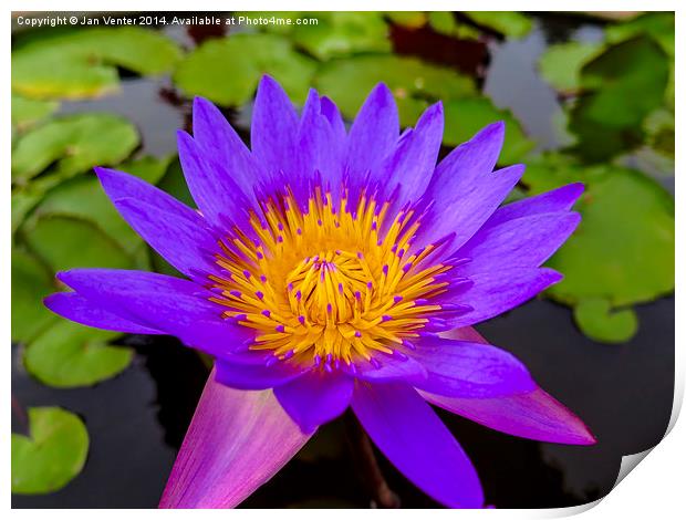  Water Lily Print by Jan Venter