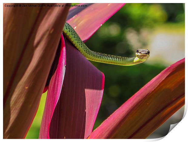  Golden Tree Snake Print by Jan Venter