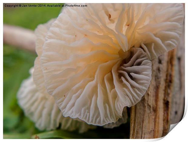  Fungus. Print by Jan Venter