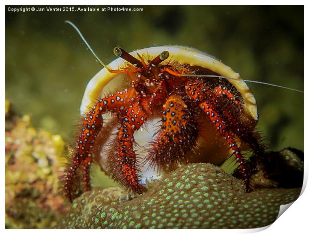  Hermit Crab Print by Jan Venter