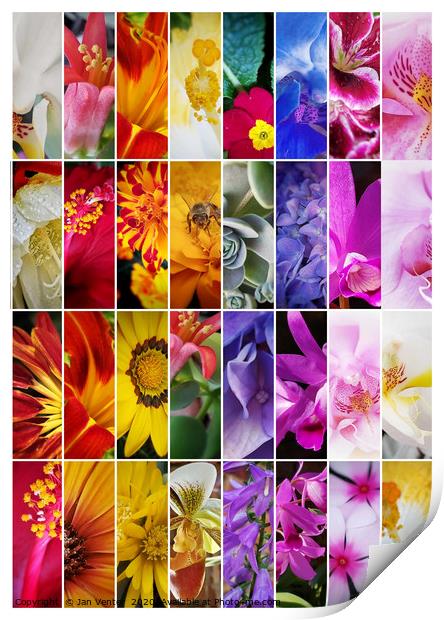 Tall colourful flower collage Print by Jan Venter
