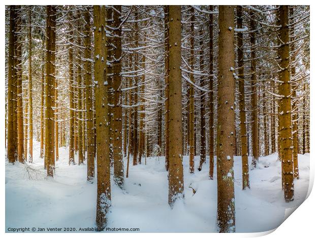 Snowy Pine Forest Print by Jan Venter