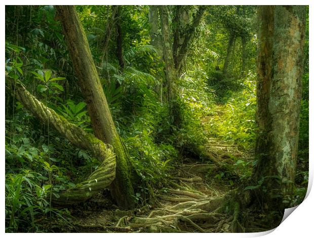 Into the Jungle Print by Jan Venter