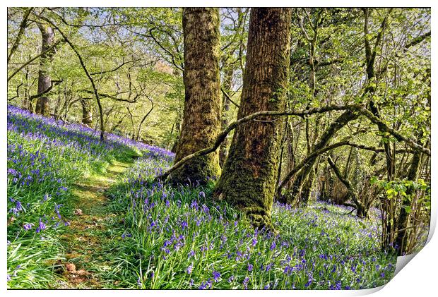 Meldon Woods Bluebells Dartmoor Print by austin APPLEBY